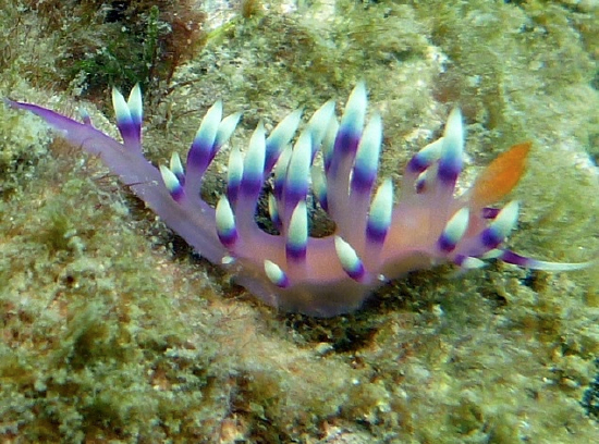  Flabellina exoptata (Sea Slug)